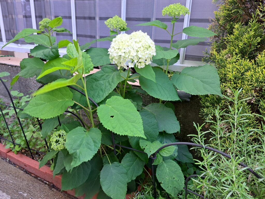 地植えのアナベル