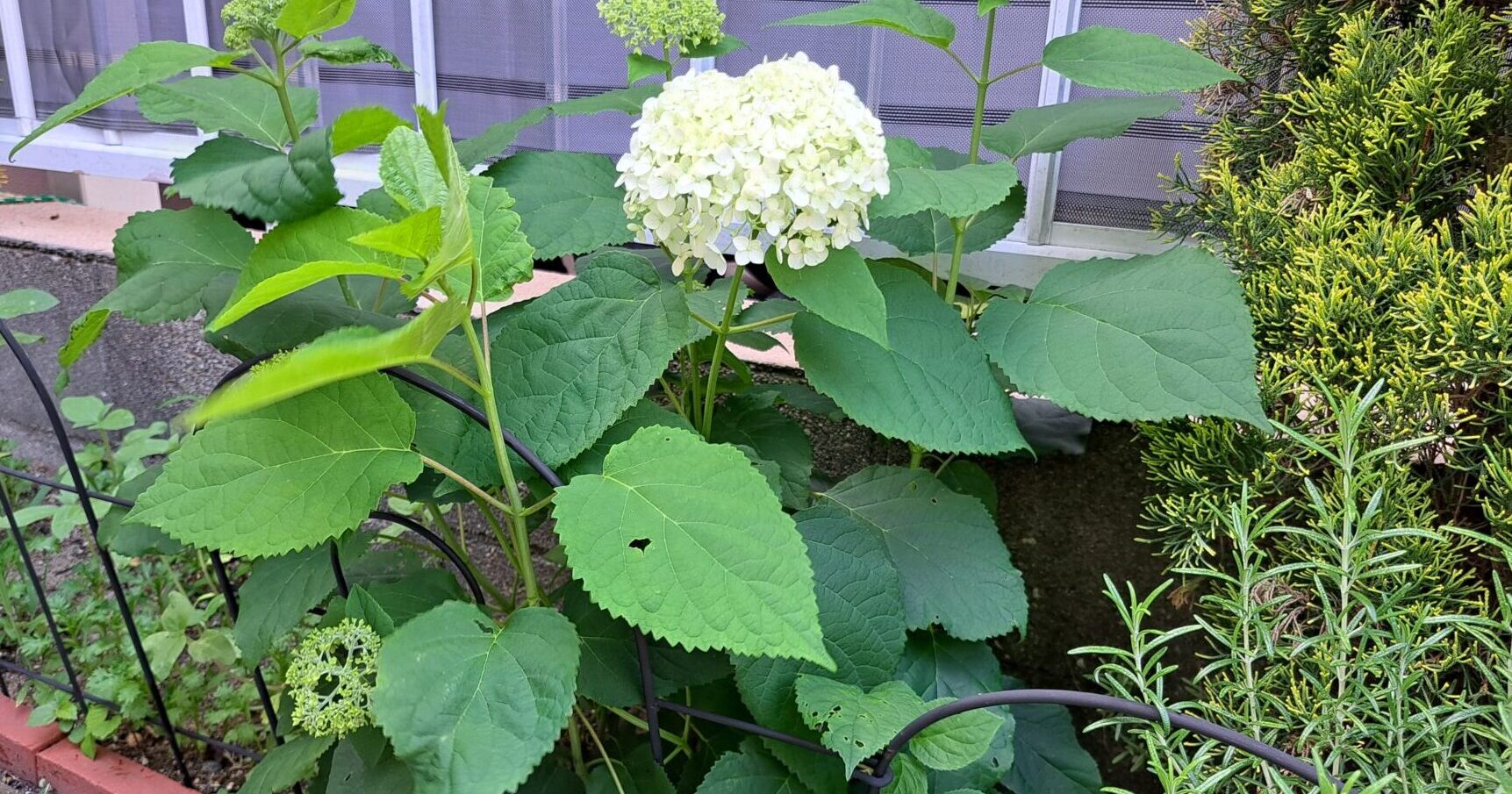 地植えのアナベル