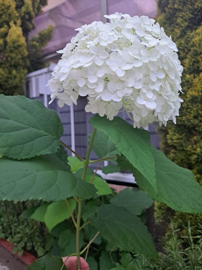 白いアナベルの花