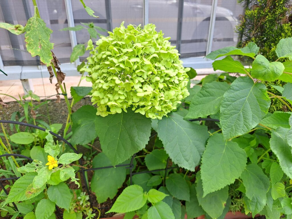 緑色になるまで待ったアナベルの花